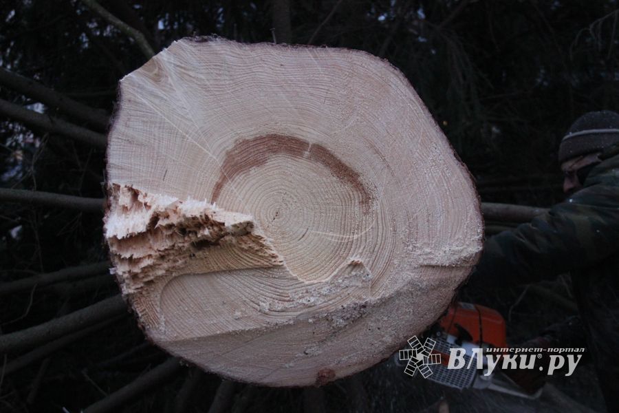 Необычное украшение сняли с главной ёлки Великих Лук (ФОТО)