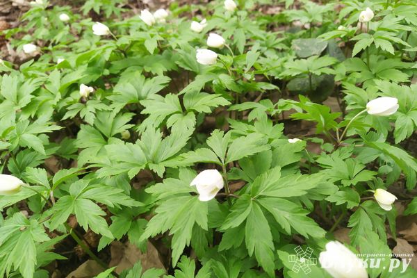 Прогноз погоды на 25 апреля в Великих Луках