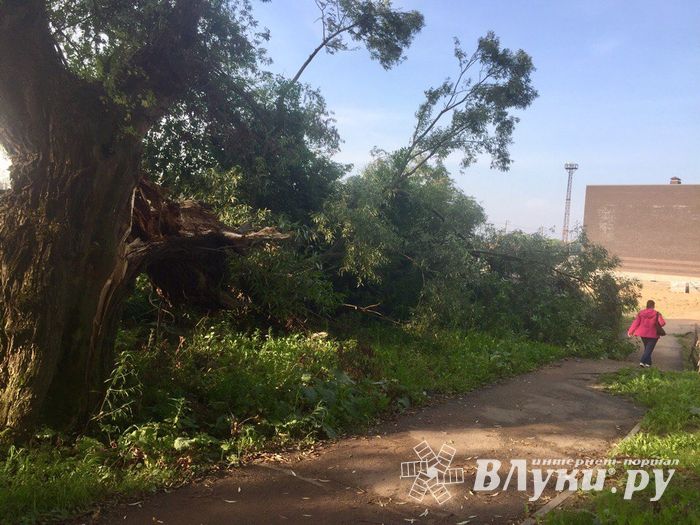 Полтора месяца не убирают сломанные непогодой деревья (ФОТО)