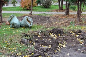 Куда исчезли пихты у Свято-Вознесенского собора в Великих Луках