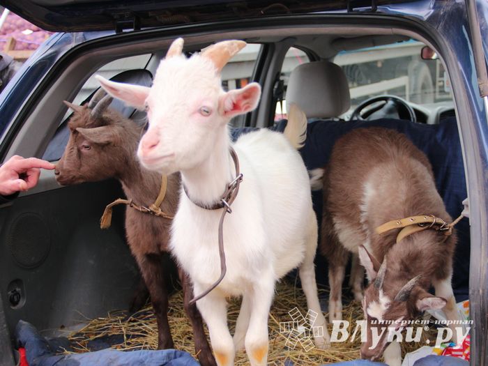 В Великих Луках проходит Весенняя ярмарка