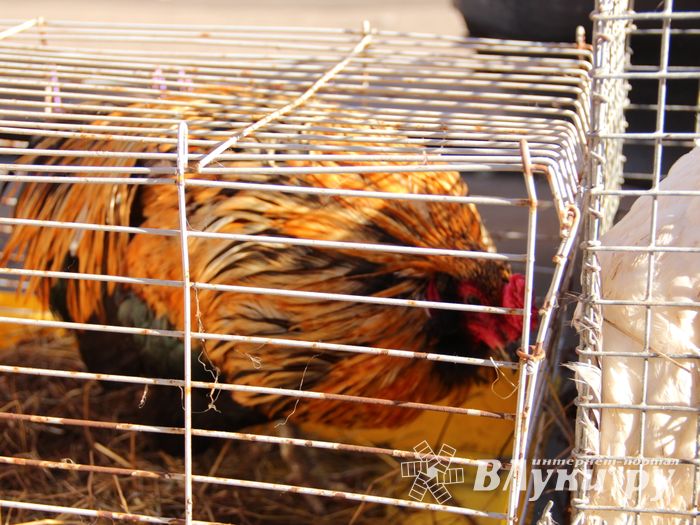 Торговая ярмарка «Осень-2016» прошла в Великих Луках (ФОТО)