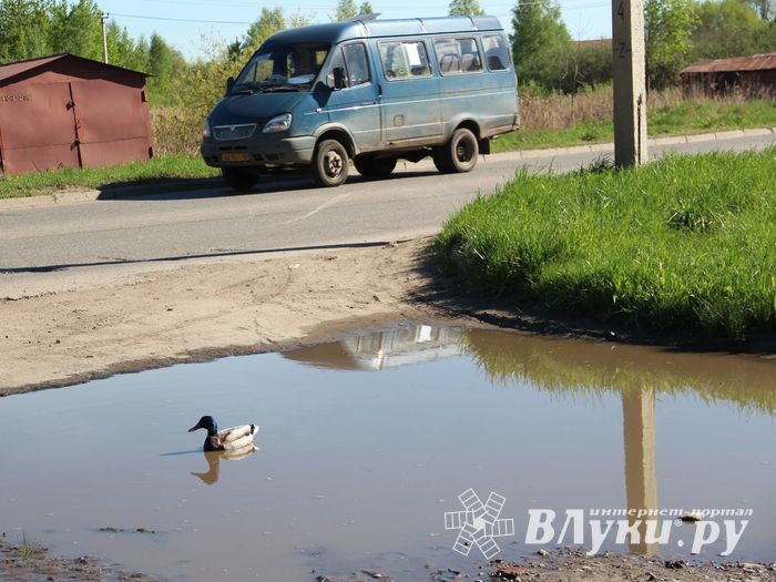 Фотофакт: селезню приглянулась лужа на дороге