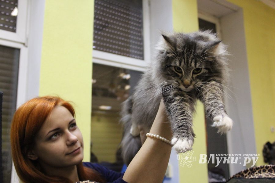 В Великих Луках прошла выставка кошек (фото)