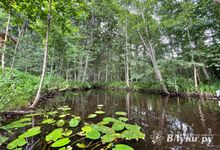 Прогноз погоды на 12 июля в Великих Луках