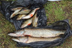 Чемпионат Великих Лук по ловле спиннингом: клевала, но мало (ФОТО)