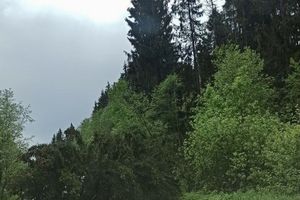 Дерово перекрыло проезд автомобилей в зелёной зоне (ФОТО)