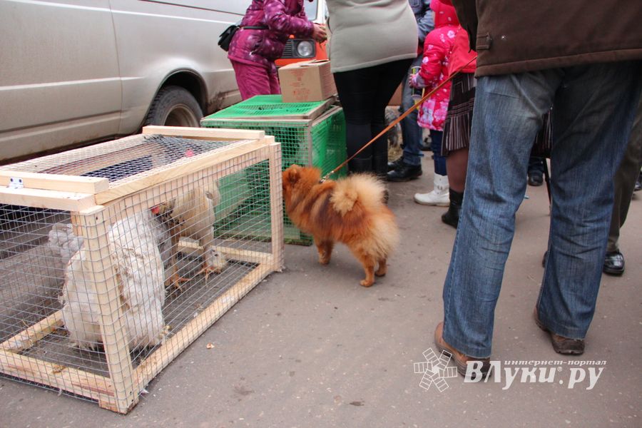 В Великих Луках проходит Весенняя ярмарка