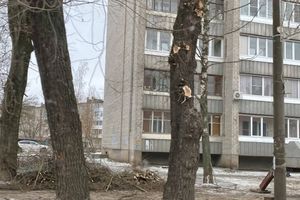 В Великих Луках ведут формовку деревьев (ФОТО)