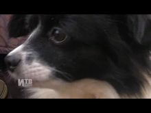 Импульс ТВ: Выгул собак 