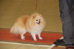 Всероссийская выставка собак в Великих Луках (фото)