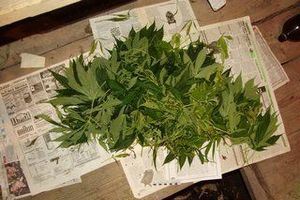 Житель Санкт-Петербурга вырастил «плантацию» конопли в Псковской области (фото)