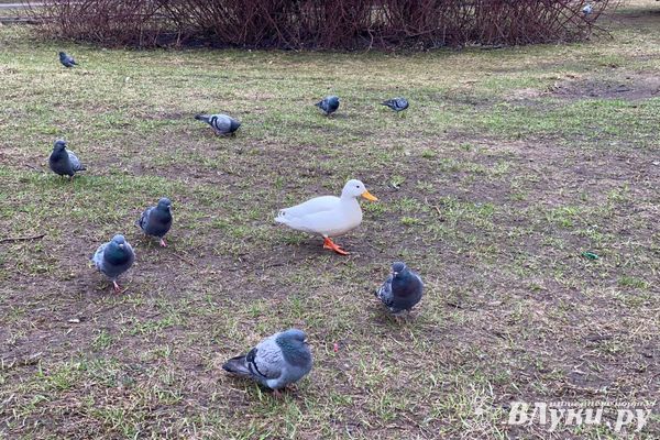 Прогноз погоды на 5 апреля в Великих Луках