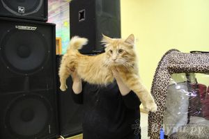 В Великих Луках прошла выставка кошек (фото)