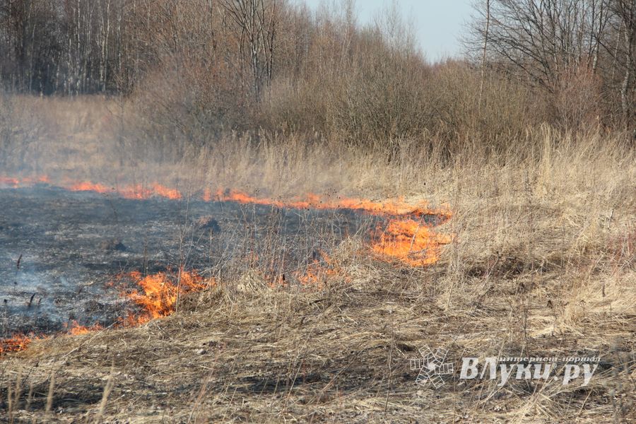 Великолукский район полыхает (ФОТО; ВИДЕО)
