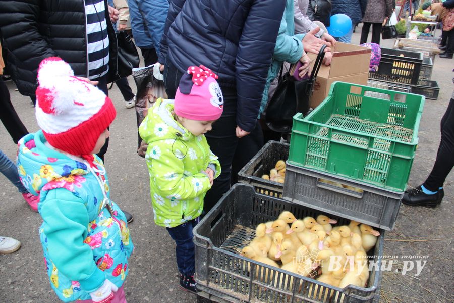 В Великих Луках прошла универсальная ярмарка «Весна-2019» (ФОТО)