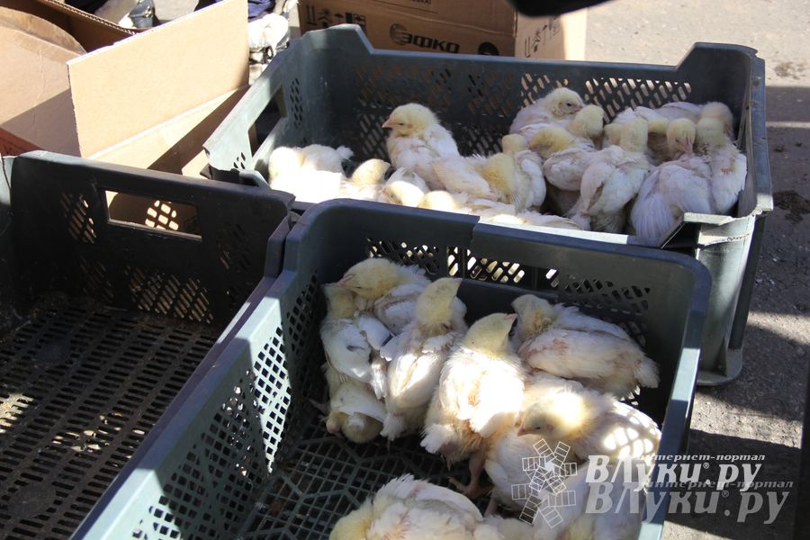 Универсальная торговая ярмарка «Весна-2015» прошла в Великих Луках (фото)