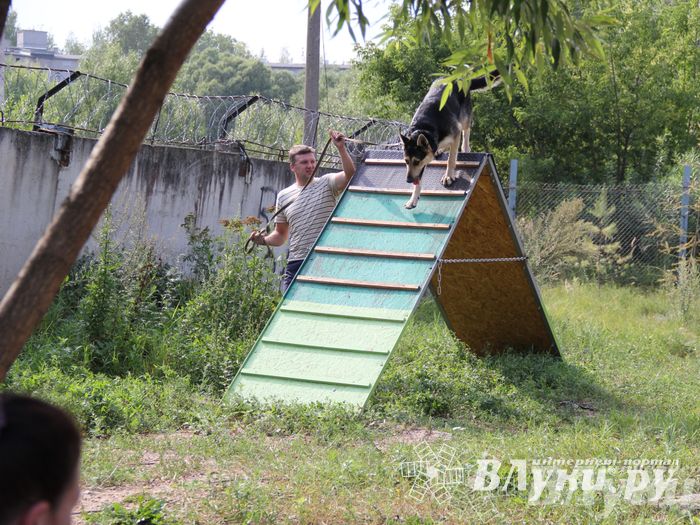День открытых дверей на спортивно-дрессировочной площадке