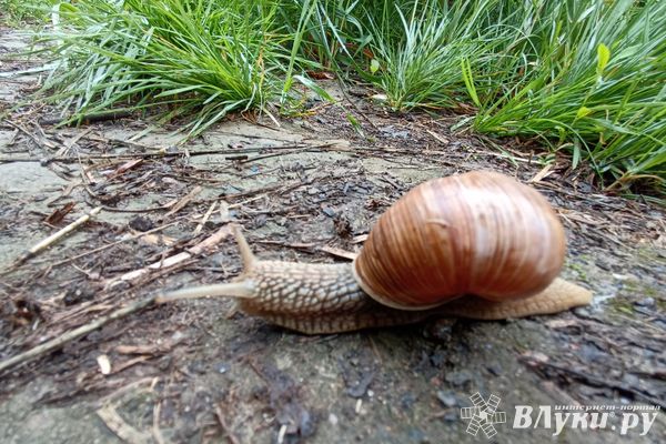 Сегодня великолучанам обещают переменную облачность