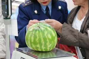 В Великих Луках проверили бахчевые (ФОТО)