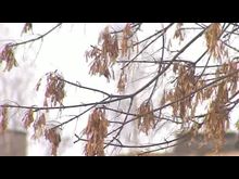 Импульс-ТВ: Что подскажут последние дни календарной зимы?