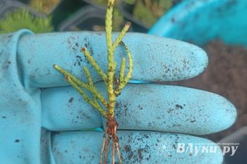 © ВЛуки.ру/ Ирина Ловчая