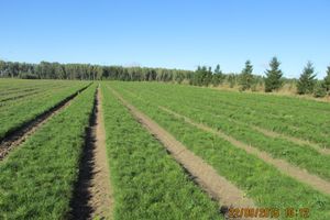 так растят  настоящий лес.  