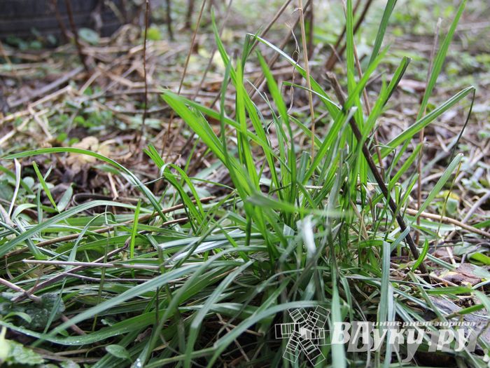 Этот странный январь