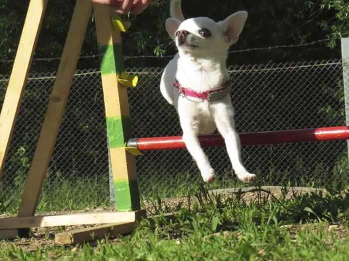 В Великих Луках прошли спортивные соревнования среди собаководов (ФОТО)
