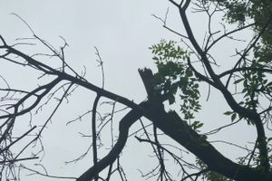 Грозы добавляют неухоженности Великим Лукам (ФОТО)