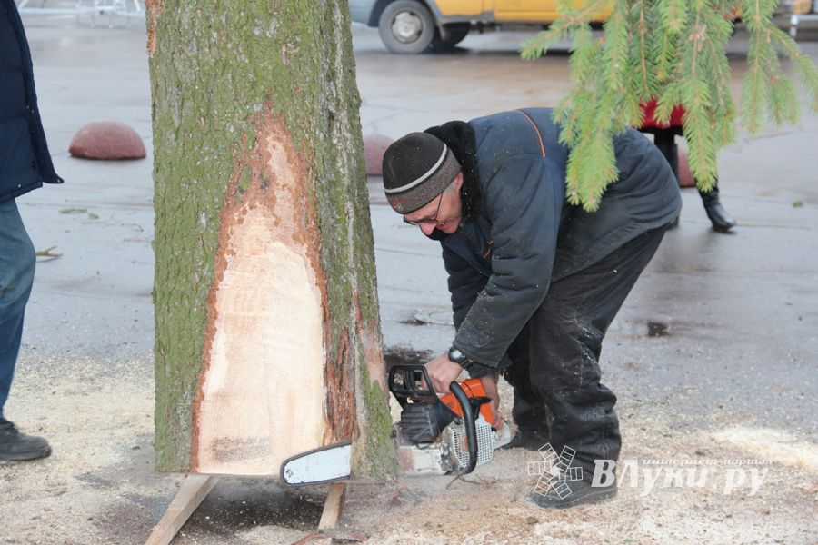 Сегодня в Великие Луки привезли главную новогоднюю ёлку (фото)