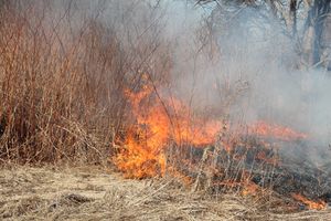 Почти 60 палов травы тушили пожарные Псковской области