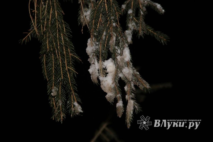 В Великие Луки приехала главная новогодняя ель (ФОТО)