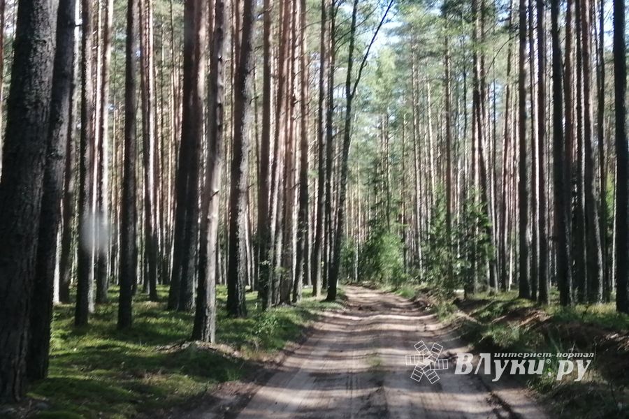 В Великолукском районе произошло три лесных пожара с начала сезона
