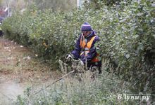 Октябрь: в Великих Луках продолжается покос (ФОТО)