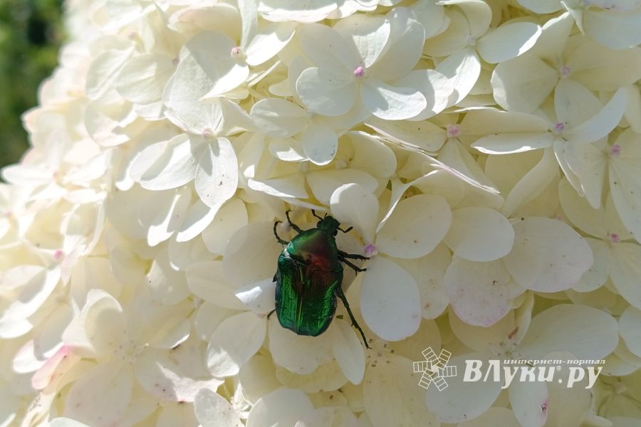 ВЛуки.ру