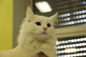 В Великих Луках прошла выставка кошек (фото)