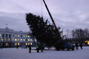 Новогодняя ёлочка приехала наконец в Великие Луки (ФОТО)