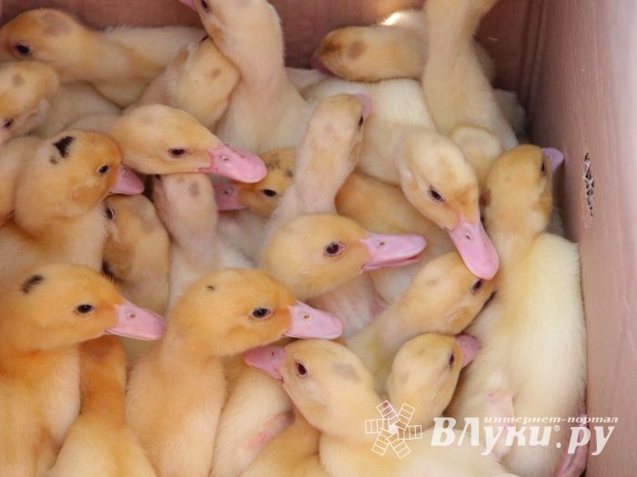 СТЦ «СтройСам» порадовал великолучан на универсальной ярмарке «Весна-2018» (ФОТО)