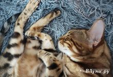 Сегодня в Великих Луках будет пасмурно