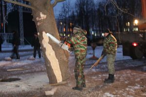 В Великие Луки приехала главная новогодняя ель (ФОТО)