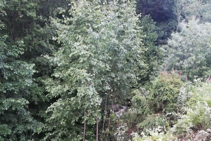 Смертельное ДТП на трассе Великие Луки – Усвяты (ФОТО)