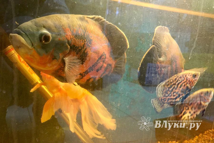 «Zooбастики»: подарите праздник своим любимцам! (ФОТО+ВИДЕО)