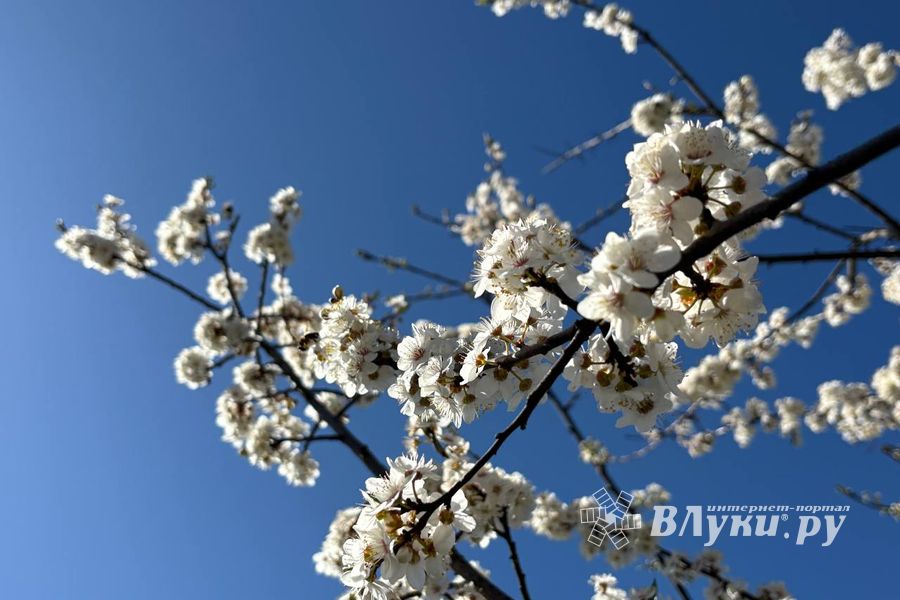 ВЛуки.ру
