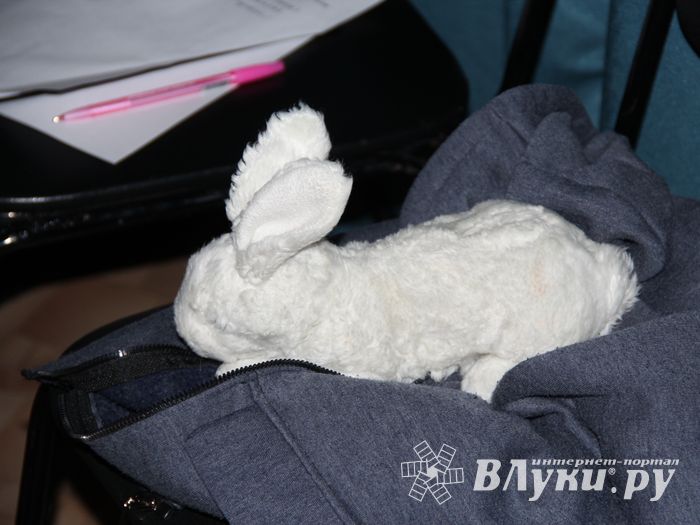 Участники медиапроета «Новые Голоса ДЕТИ на Новом Радио Великие Луки» записали видеоролики (ФОТО)