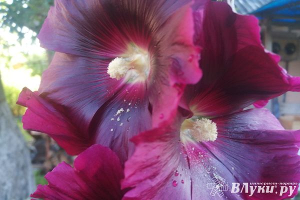 Сегодня великолучанам обещают небольшой дождь