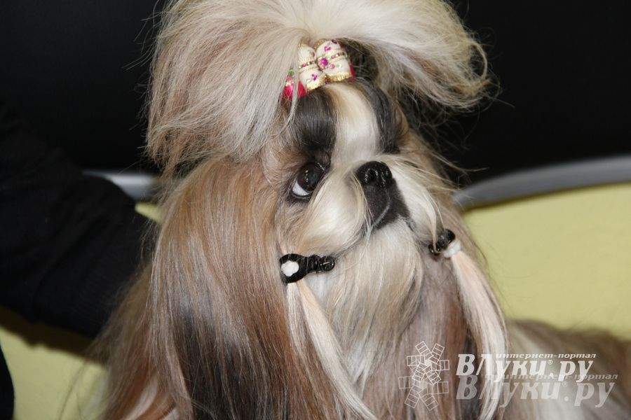 Всероссийская выставка собак в Великих Луках (фото)