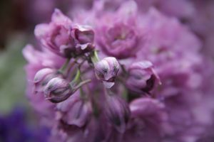 «Парад детских колясок» в День семьи, любви и верности (ФОТО)