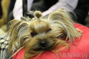 Всероссийская выставка собак «Великие Луки — 2014»