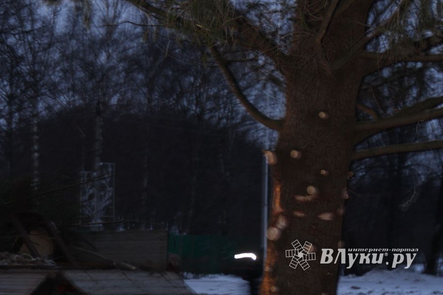 В Великие Луки приехала главная новогодняя ель (ФОТО)